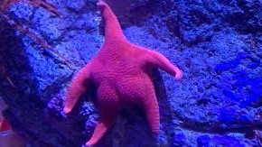 [VNCTF2 025]Fuko's starfish
